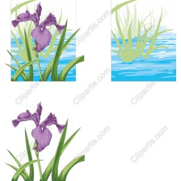 Elegant Purple Iris