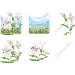 Elegant White Lily Set