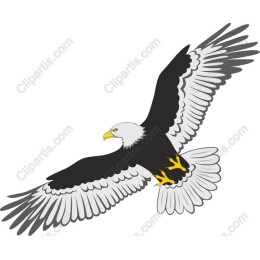 Majestic Bald Eagle