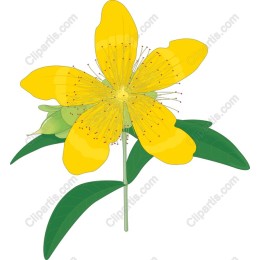 Yellow Blossom