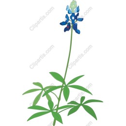 Bluebonnet Flower