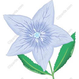 Delicate Blue Flower