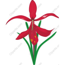 Vibrant Red Flower