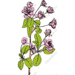 Delicate Pink Blooming Flower