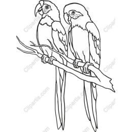Parrot Pair