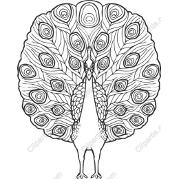 Elegant Peacock Outline