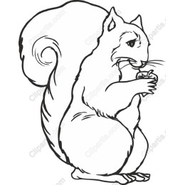 Charming Squirrel