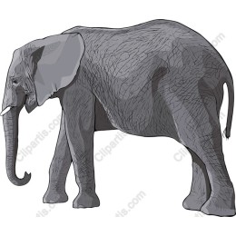 Majestic Elephant