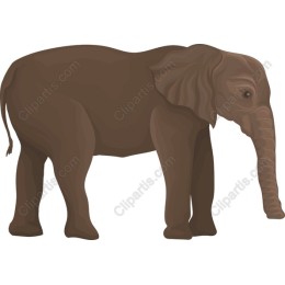 Cute Elephant