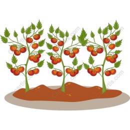 Lush Tomato Plant