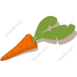 Fresh Carrot