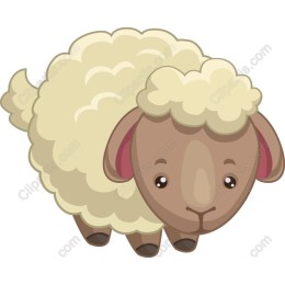 Adorable Sheep