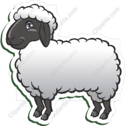 Playful Black-Faced Sheep