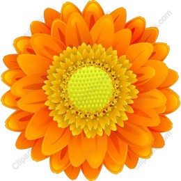 Vibrant Orange Flower