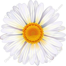Exquisite Daisy Flower
