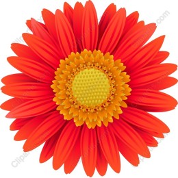 3D Orange Flower