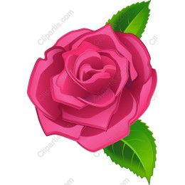 Elegant Pink Rose