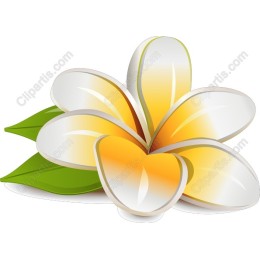 Tropical Frangipani Flower