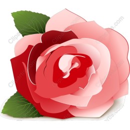 Rose Blossom