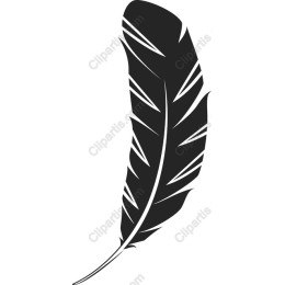 Elegant Black Feather