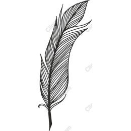 Elegant Black Feather