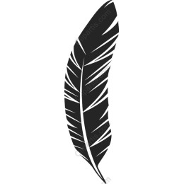 Elegant Black Feather