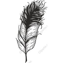 Elegant Feather