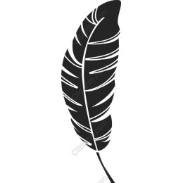Elegant Feather
