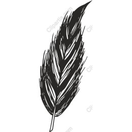  Feather