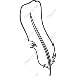 Elegant Feather