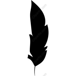 Elegant Feather