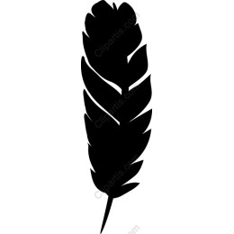 Elegant Feather