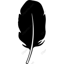 Elegant Black Feather