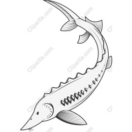 Stunning Sturgeon