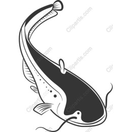 Elegant Catfish