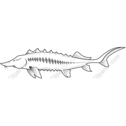 Sturgeon - Available