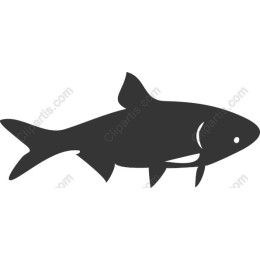 Elegant Fish