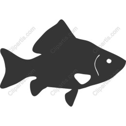 Elegant Fish