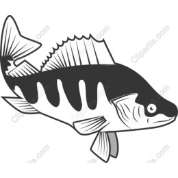 Aquatic Elegance: Premium Fish