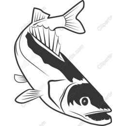 Premium Fish