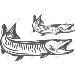 Dynamic Barracuda
