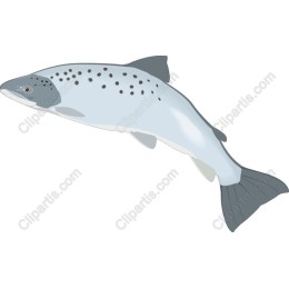 Premium Salmon
