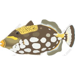 Vibrant Marine Fish