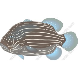 Striped Fish