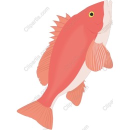 Vibrant Fish