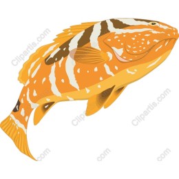 Vibrant Orange and White Fish
