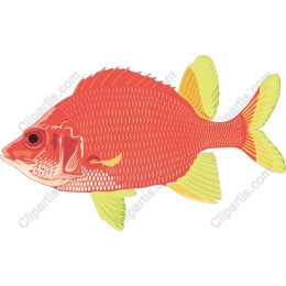 Vibrant Fish