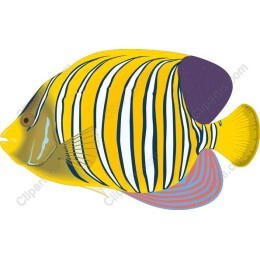 Regal Angelfish