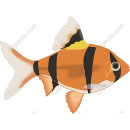 Vibrant Clownfish