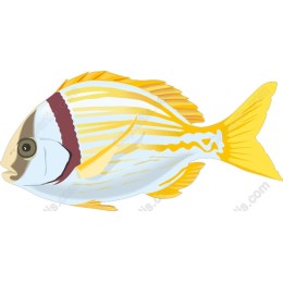 Colorful Fish